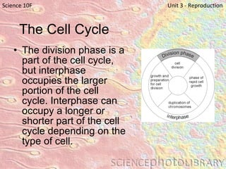 The Cell Cycle The division phase is a part of the cell cycle, but interphase occupies the larger portion of the cell cycle. Interphase can occupy a longer or shorter part of the cell cycle depending on the type of cell. Science 10F   Unit 3 - Reproduction 