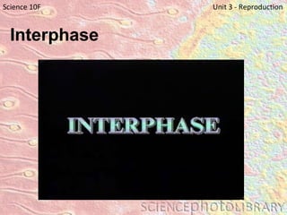 Interphase   Science 10F   Unit 3 - Reproduction 