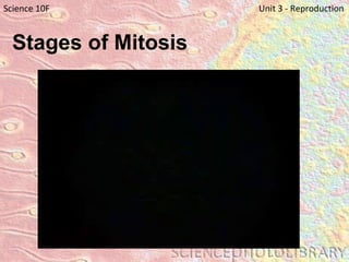 Stages of Mitosis   Science 10F   Unit 3 - Reproduction 
