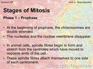 Stages of Mitosis   Phase 1 – Prophase   At the beginning of prophase, the chromosomes are double stranded.  The nucleolus and the nuclear membrane disappear.  In animal cells, spindle fibres begin to form and stretch from the centrioles which have moved to opposite ends of the cell. These spindle fibres attach themselves to one side of each centromere.  Science 10F   Unit 3 - Reproduction 