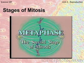 Stages of Mitosis   Science 10F   Unit 3 - Reproduction 