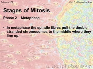 Stages of Mitosis   Phase 2 – Metaphase   In metaphase the spindle fibres pull the double stranded chromosomes to the middle where they line up. Science 10F   Unit 3 - Reproduction 