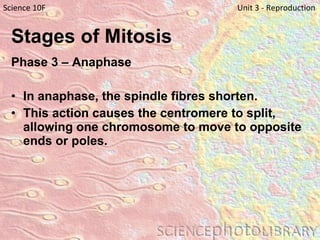 Stages of Mitosis   Phase 3 – Anaphase   In anaphase, the spindle fibres shorten. This action causes the centromere to split, allowing one chromosome to move to opposite ends or poles. Science 10F   Unit 3 - Reproduction 