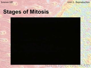 Stages of Mitosis   Science 10F   Unit 3 - Reproduction 