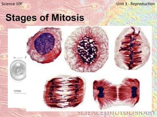 Stages of Mitosis   Science 10F   Unit 3 - Reproduction 