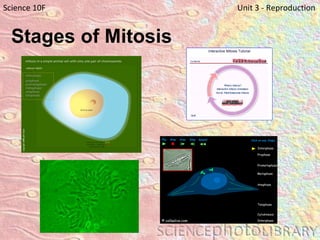 Stages of Mitosis   Science 10F   Unit 3 - Reproduction 