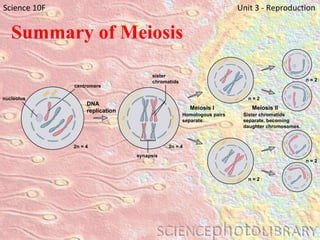 nucleolus Summary of Meiosis Science 10F   Unit 3 - Reproduction centromere 2n = 4 DNA replication 2n = 4 synapsis sister chromatids n = 2 n = 2 Meiosis II Sister chromatids  separate, becoming  daughter chromosomes. Meiosis I Homologous pairs separate. n = 2 n = 2 