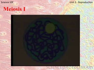 Meiosis I Science 10F   Unit 3 - Reproduction 