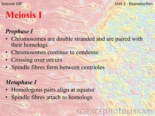 Meiosis I Prophase I Chromosomes are double stranded and are paired with their homologs Chromosomes continue to condense Crossing over occurs Spindle fibres form between centrioles Metaphase I Homologous pairs align at equator Spindle fibres attach to homologs Science 10F   Unit 3 - Reproduction 