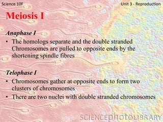 Meiosis I Anaphase I The homologs separate and the double stranded Chromosomes are pulled to opposite ends by the shortening spindle fibres Telophase I Chromosomes gather at opposite ends to form two clusters of chromosomes There are two nuclei with double stranded chromosomes Science 10F   Unit 3 - Reproduction 