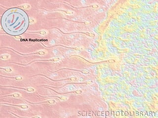 DNA Replication 