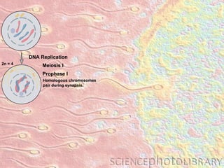 DNA Replication Homologous chromosomes pair during synapsis. Prophase I Meiosis I 2n = 4 