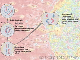 Homologous pairs align at the metaphase plate. Metaphase I DNA Replication Homologous chromosomes separate, pulled to opposite poles by centromeric spindle fibers. Anaphase I Homologous chromosomes pair during synapsis. Prophase I Meiosis I 2n = 4 