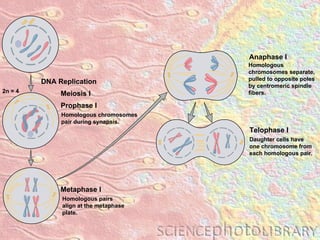 Homologous pairs align at the metaphase plate. Metaphase I DNA Replication Homologous chromosomes separate, pulled to opposite poles by centromeric spindle fibers. Anaphase I Daughter cells have one chromosome from each homologous pair. Telophase I Homologous chromosomes pair during synapsis. Prophase I Meiosis I 2n = 4 