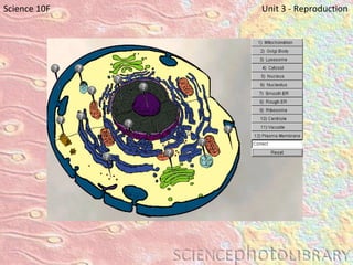 Science 10F   Unit 3 - Reproduction 