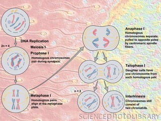 Homologous pairs align at the metaphase plate. Metaphase I DNA Replication Homologous chromosomes separate, pulled to opposite poles by centromeric spindle fibers. Anaphase I Daughter cells have one chromosome from each homologous pair. Telophase I Homologous chromosomes pair during synapsis. Prophase I Meiosis I 2n = 4 Chromosomes still consist of two chromatids. Interkinesis n = 2 