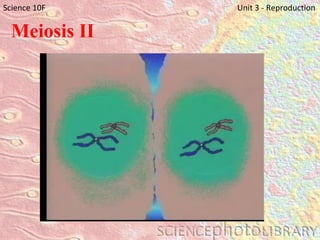 Meiosis II Science 10F   Unit 3 - Reproduction 