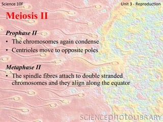 Meiosis II Prophase II The chromosomes again condense Centrioles move to opposite poles Metaphase II The spindle fibres attach to double stranded chromosomes and they align along the equator Science 10F   Unit 3 - Reproduction 