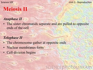 Meiosis II Anaphase II The sister chromatids separate and are pulled to opposite ends of the cell Telophase II The chromosome gather at opposite ends Nuclear membranes form Cell division begins Science 10F   Unit 3 - Reproduction 
