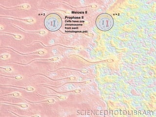 Meiosis II Prophase II Cells have one chromosome from each  homologous pair. n = 2 n = 2 