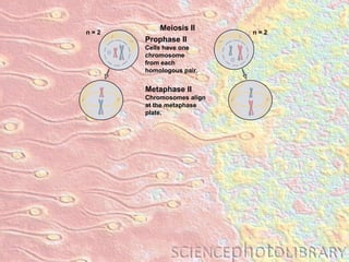 Metaphase II Chromosomes align at the metaphase plate. Meiosis II Prophase II Cells have one chromosome from each  homologous pair. n = 2 n = 2 
