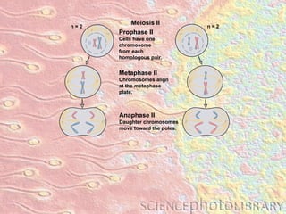 Metaphase II Chromosomes align at the metaphase plate. Anaphase II Daughter chromosomes move toward the poles. Meiosis II Prophase II Cells have one chromosome from each  homologous pair. n = 2 n = 2 