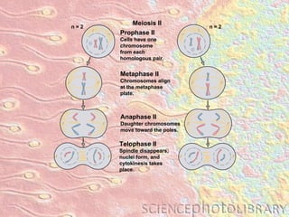 Metaphase II Chromosomes align at the metaphase plate. Anaphase II Daughter chromosomes move toward the poles. Telophase II Spindle disappears, nuclei form, and  cytokinesis takes place. Meiosis II Prophase II Cells have one chromosome from each  homologous pair. n = 2 n = 2 