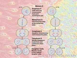 Metaphase II Chromosomes align at the metaphase plate. Anaphase II Daughter chromosomes move toward the poles. Telophase II Spindle disappears, nuclei form, and  cytokinesis takes place. Meiosis II Prophase II Cells have one chromosome from each  homologous pair. n = 2 n = 2 Daughter Cells Meiosis results in four haploid daughter cells. n = 2 n = 2 