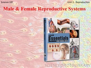 Male & Female Reproductive Systems Science 10F   Unit 3 - Reproduction 