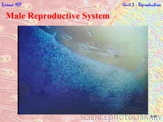 Male Reproductive System Science 10F   Unit 3 - Reproduction 6:48 
