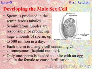 Developing the Male Sex Cell  Sperm is produced in the  seminiferous tubules.  Seminiferous tubules are  responsible for producing  huge amounts of sperm, up  to 500 million in a day.  Each sperm is a single cell containing 23 chromosomes (haploid number).  Only one sperm is needed to unite with an egg cell in the female to cause fertilization.  Science 10F   Unit 3 - Reproduction 