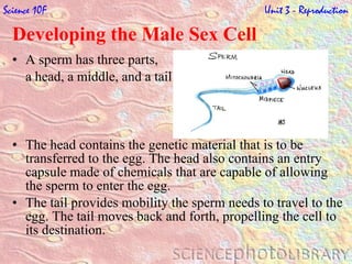 Developing the Male Sex Cell  A sperm has three parts, a head, a middle, and a tail. The head contains the genetic material that is to be transferred to the egg. The head also contains an entry capsule made of chemicals that are capable of allowing the sperm to enter the egg.  The tail provides mobility the sperm needs to travel to the egg. The tail moves back and forth, propelling the cell to its destination.  Science 10F   Unit 3 - Reproduction 