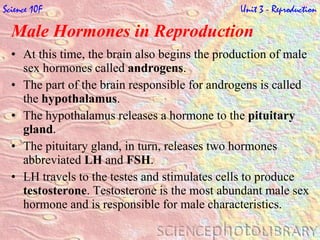 Male Hormones in Reproduction   At this time, the brain also begins the production of male sex hormones called  androgens .  The part of the brain responsible for androgens is called the  hypothalamus .  The hypothalamus releases a hormone to the  pituitary gland .  The pituitary gland, in turn, releases two hormones abbreviated  LH  and  FSH .  LH travels to the testes and stimulates cells to produce  testosterone . Testosterone is the most abundant male sex hormone and is responsible for male characteristics. Science 10F   Unit 3 - Reproduction 
