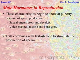 Male Hormones in Reproduction   These characteristics begin to show at puberty. Onset of sperm production  Sexual organs grow and develop.  Voice changes; muscle and bone grow FSH combines with testosterone to stimulate the production of sperm. Science 10F   Unit 3 - Reproduction 