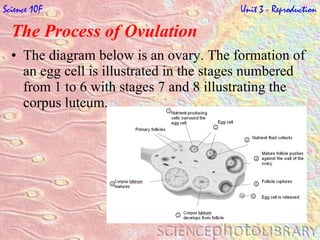 The Process of Ovulation   The diagram below is an ovary. The formation of an egg cell is illustrated in the stages numbered from 1 to 6 with stages 7 and 8 illustrating the corpus luteum.  Science 10F   Unit 3 - Reproduction 