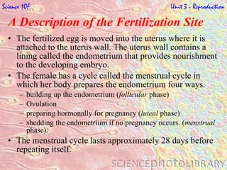 A Description of the Fertilization Site  The fertilized egg is moved into the uterus where it is attached to the uterus wall. The uterus wall contains a lining called the endometrium that provides nourishment to the developing embryo.  The female has a cycle called the menstrual cycle in which her body prepares the endometrium four ways. building up the endometrium ( follicular  phase) Ovulation preparing hormonally for pregnancy ( luteal  phase) shedding the endometrium if no pregnancy occurs. ( menstrual  phase). The menstrual cycle lasts approximately 28 days before repeating itself. Science 10F   Unit 3 - Reproduction 