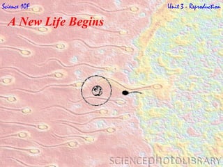 A New Life Begins   Science 10F   Unit 3 - Reproduction 