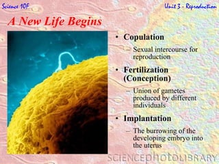 Copulation Sexual intercourse for reproduction Fertilization (Conception) Union of  gametes  produced by different individuals Implantation The burrowing of the developing embryo into the uterus A New Life Begins   Science 10F   Unit 3 - Reproduction 