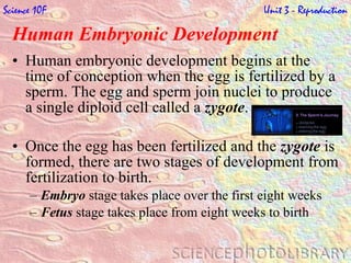 Human Embryonic Development   Human embryonic development begins at the time of conception when the egg is fertilized by a sperm. The egg and sperm join nuclei to produce a single diploid cell called a  zygote . Once the egg has been fertilized and the  zygote  is formed, there are two stages of development from fertilization to birth. Embryo  stage takes place over the first eight weeks Fetus  stage takes place from eight weeks to birth Science 10F   Unit 3 - Reproduction 