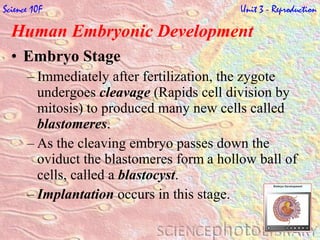 Human Embryonic Development   Embryo Stage Immediately after fertilization, the zygote undergoes  cleavage  (Rapids cell division by mitosis) to produced many new cells called  blastomeres . As the cleaving embryo passes down the oviduct the blastomeres form   a hollow ball of cells, called a  blastocyst . Implantation  occurs in this stage. Science 10F   Unit 3 - Reproduction 