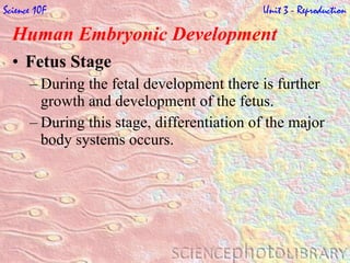 Human Embryonic Development   Fetus Stage During the fetal development there is further growth and development of the fetus. During this stage, differentiation of the major body systems occurs. Science 10F   Unit 3 - Reproduction 