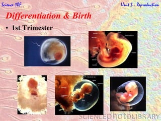 Differentiation & Birth   1st Trimester Science 10F   Unit 3 - Reproduction 