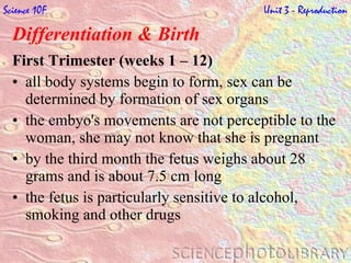 Differentiation & Birth   First Trimester (weeks 1 – 12) all body systems begin to form, sex can be determined by formation of sex organs the embyo's movements are not perceptible to the woman, she may not know that she is pregnant by the third month the fetus weighs about 28 grams and is about 7.5 cm long the fetus is particularly sensitive to alcohol, smoking and other drugs  Science 10F   Unit 3 - Reproduction 