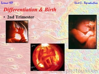 Differentiation & Birth   2nd Trimester Science 10F   Unit 3 - Reproduction 