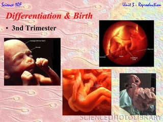 Differentiation & Birth   3nd Trimester Science 10F   Unit 3 - Reproduction 