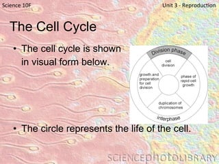 The Cell Cycle The cell cycle is shown  in visual form below.   The circle represents the life of the cell.  Science 10F   Unit 3 - Reproduction 