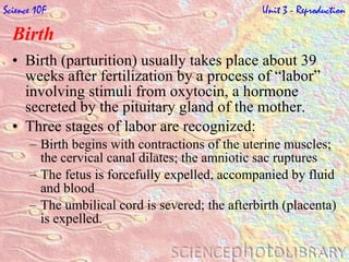 Birth   Birth (parturition) usually takes place about 39 weeks after fertilization by a process of “labor” involving stimuli from oxytocin, a hormone secreted by the pituitary gland of the mother. Three stages of labor are recognized: Birth begins with contractions of the uterine muscles; the cervical canal dilates; the amniotic sac ruptures The fetus is forcefully expelled, accompanied by fluid and blood The umbilical cord is severed; the afterbirth (placenta) is expelled. Science 10F   Unit 3 - Reproduction 