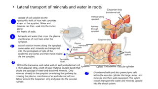 • Lateral transport of minerals and water in roots
1
2
3
Uptake of soil solution by the
hydrophilic walls of root hairs provides
access to the apoplast. Water and
minerals can then soak into the cortex
along
this matrix of walls.
Minerals and water that cross the plasma
membranes of root hairs enter the
symplast.
As soil solution moves along the apoplast,
some water and minerals are transported
into the protoplasts of cells of the
epidermis and cortex and then move inward
via the symplast.
Within the transverse and radial walls of each endodermal cell
is the Casparian strip, a belt of waxy material (purple band) that
blocks the passage of water and dissolved minerals. Only
minerals already in the symplast or entering that pathway by
crossing the plasma membrane of an endodermal cell can
detour around the Casparian strip and pass into the vascular
cylinder.
Pathway along
apoplast
Pathway
through
symplast
Plasma
membrane
Apoplastic
route
Symplastic
route
Root hair
Epidermis Cortex Endodermis Vascular cylinder
Endodermal cells and also parenchyma cells
within the vascular cylinder discharge water and
minerals into their walls (apoplast). The xylem
vessels transport the water and minerals upward
into the shoot system.
Vessels
(xylem)
Casparian strip
Casparian strip
Endodermal cell
4
5
2
1
 