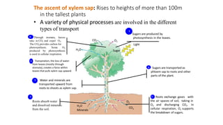 H2O
Minerals
CO2
O2
CO2 O2
H2O Sugar
Light
The ascent of xylem sap: Rises to heights of more than 100m
in the tallest plants
• A variety of physical processes are involved in the different
types of transport
Sugars are produced by
photosynthesis in the leaves.
5
Sugars are transported as
phloem sap to roots and other
parts of the plant.
6
Through stomata, leaves
take in CO2 and expel O2.
The CO2 provides carbon for
photosynthesis. Some O2
produced by photosynthesis
is used in cellular respiration.
4
3 Transpiration, the loss of water
from leaves (mostly through
stomata), creates a force within
leaves that pulls xylem sap upward.
Water and minerals are
transported upward from
roots to shoots as xylem sap.
2
Roots absorb water
and dissolved minerals
from the soil.
1 Roots exchange gases with
the air spaces of soil, taking in
O2 and discharging CO2. In
cellular respiration, O2 supports
the breakdown of sugars.
7
 