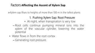 Factors Affecting the Ascent of Xylem Sap
Xylem sap Rises to heights of more than 100 m in the tallest plants
1. Pushing Xylem Sap: Root Pressure
• At night, when transpiration is very low
– Root cells continue pumping mineral ions into the
xylem of the vascular cylinder, lowering the water
potential
• Water flows in from the root cortex
– Generating root pressure.
 